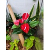 image:imageJoshs Frogs Tropical Artificial Reptile and Amphibian Plants DracaenaAnthurium