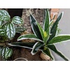 image:imageJoshs Frogs Tropical Artificial Reptile and Amphibian Plants DracaenaDracaena