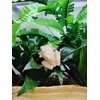 image:imageJoshs Frogs Tropical Artificial Reptile and Amphibian Plants DracaenaFern