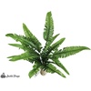 image:imageJoshs Frogs Tropical Artificial Reptile and Amphibian Plants DracaenaFern