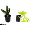 image:imageJoshs Frogs Whites Tree Frog Vivarium Plant Kit 18x18x18 Terrarium18x18x18 Terrarium