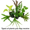 image:imageJoshs Frogs12x12x18 Tropical Vivarium Plant Kit12 in x 12 in x 24 in Terrarium
