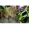 image:imageUniversal Rock Joshs Frogs PolyHut Artificial Coconut Hide