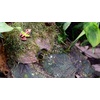 image:imageUniversal Rock Joshs Frogs PolyHut Artificial Coconut Hide
