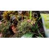 image:imageUniversal Rock Joshs Frogs PolyHut Artificial Coconut Hide