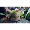 image:imageUniversal Rock Joshs Frogs PolyHut Artificial Coconut Hide