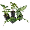 image:image12x12x18 Day Gecko Vivarium Plant Kit18x18x24 Terrarium
