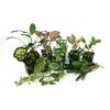 image:imageJoshs Frogs 10 Gallon Tropical Vivarium Plant Kit20 Gallon