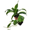 image:imageJoshs Frogs 18x18x24 Tree Frog Vivarium Plant Kit2 Piece Assortment