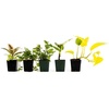image:imageJoshs Frogs 36x18x18 40 Breeder Ball Python Terrarium Plant Kit36x18x18 40 Breeder