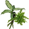 image:imageJoshs Frogs Amazon Milk Frog Vivarium Plant Kit 18x18x18 Terrarium18x18x18 Terrarium
