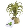image:imageJoshs Frogs Arid Artificial Plants for Reptiles EuphorbiaTillandsia