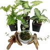 image:imageJoshs Frogs Dart Frog Vivarium Bioactive Plant Kits 10 Gallon10 Gallon