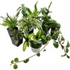 image:imageJoshs Frogs Dart Frog Vivarium Bioactive Plant Kits 10 Gallon20 Gallon