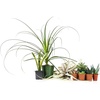 image:imageJoshs Frogs Desert Plant Kits for Arid Bioactive Terrariums Extra SmallLarge