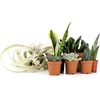 image:imageJoshs Frogs Desert Plant Kits for Arid Bioactive Terrariums Extra SmallMedium