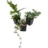 image:imageJoshs Frogs Madagascan Rain Frog Vivarium Plant Kit 1020 Gallon