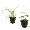 image:imageJoshs Frogs PacMan Frog Vivarium Bioactive Plant Kits 12x12x12 10 Gallon