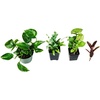 image:imageJoshs Frogs Reed Frog Vivarium Plant Kit 12x12x15 10 Gallon