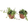 image:imageJoshs Frogs Tarantula Vivarium Bioactive Plant Kit 3x3x6 Terrarium3x3x6 Terrarium