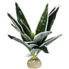 image:imageJoshs Frogs Tropical Artificial Reptile and Amphibian Plants DracaenaDracaena