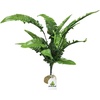 Fern