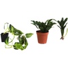 image:imageJoshs Frogs Whites Tree Frog Vivarium Plant Kit 18x18x18 Terrarium18x18x24 Terrarium