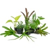 image:imageJoshs Frogs12x12x18 Tropical Vivarium Plant Kit12 in x 12 in x 24 in Terrarium
