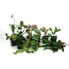 image:imageJoshs Frogs12x12x18 Tropical Vivarium Plant Kit24 in x 18 in x 18 in Terrarium