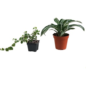 image:image12x12x18 Day Gecko Vivarium Plant Kit12x12x18 Terrarium