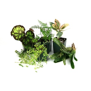 image:imageJoshs Frogs 10 Gallon Tropical Vivarium Plant Kit10 Gallon