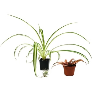image:imageJoshs Frogs 18x18x18 20 Gallon Hermit Crab Vivarium Bioactive Plant Kit