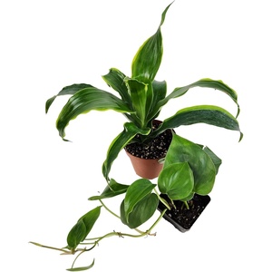 image:imageJoshs Frogs 18x18x24 Tree Frog Vivarium Plant Kit2 Piece Assortment