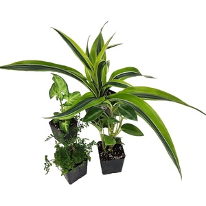 image:imageJoshs Frogs 18x18x25 Crested Gecko Vivarium Plant Kit1 Count Pack of 1