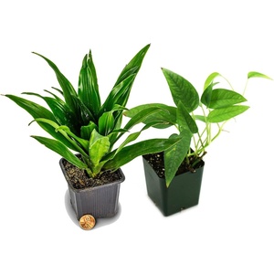 image:imageJoshs Frogs 18x18x25 Crested Gecko Vivarium Plant Kit12x12x20 Terrarium
