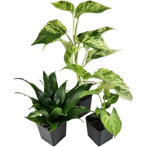 image:imageJoshs Frogs 18x18x25 Crested Gecko Vivarium Plant Kit18x18x18 Terrarium