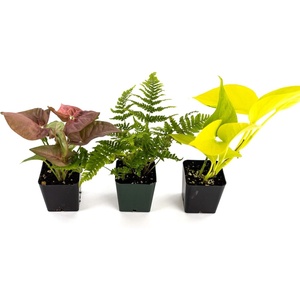 image:imageJoshs Frogs 36x18x18 40 Breeder Ball Python Terrarium Plant Kit24x18x18 20 Gallon Long
