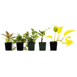 image:imageJoshs Frogs 36x18x18 40 Breeder Ball Python Terrarium Plant Kit36x18x18 40 Breeder