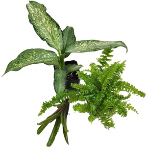 image:imageJoshs Frogs Amazon Milk Frog Vivarium Plant Kit 18x18x18 Terrarium18x18x18 Terrarium