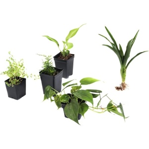 image:imageJoshs Frogs Amazon Milk Frog Vivarium Plant Kit 18x18x18 Terrarium24x18x24 Terrarium
