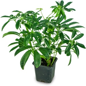 image:imageJoshs Frogs Chameleon Vivarium Plant Kit