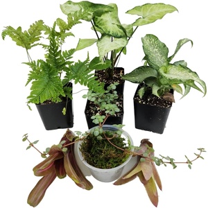 image:imageJoshs Frogs Dart Frog Vivarium Bioactive Plant Kits 10 Gallon10 Gallon