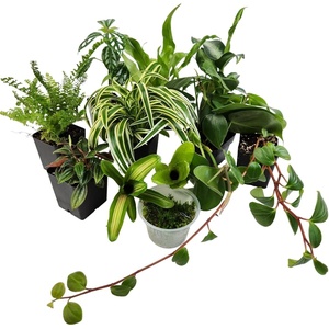 image:imageJoshs Frogs Dart Frog Vivarium Bioactive Plant Kits 10 Gallon20 Gallon