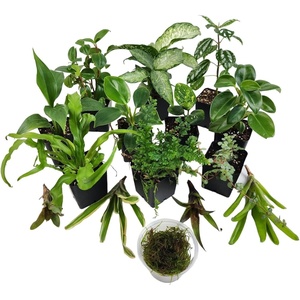 image:imageJoshs Frogs Dart Frog Vivarium Bioactive Plant Kits 10 Gallon29 Gallon