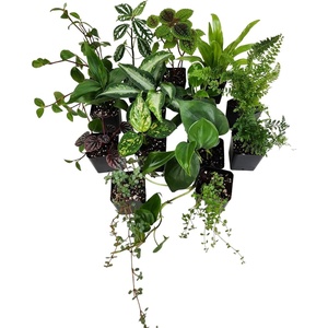 image:imageJoshs Frogs Dart Frog Vivarium Bioactive Plant Kits 10 Gallon4055 Gallon