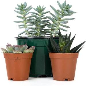 image:imageJoshs Frogs Desert Plant Kits for Arid Bioactive Terrariums Extra SmallExtra Small