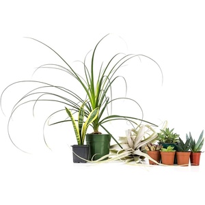 image:imageJoshs Frogs Desert Plant Kits for Arid Bioactive Terrariums Extra SmallLarge