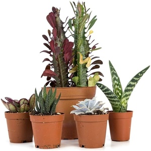 image:imageJoshs Frogs Desert Plant Kits for Arid Bioactive Terrariums Extra SmallSmall