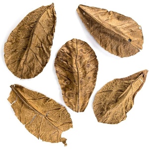 image:imageJoshs Frogs Indian Almond Leaves 5 Pack