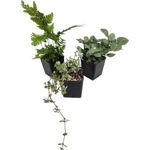 image:imageJoshs Frogs Madagascan Rain Frog Vivarium Plant Kit 1020 Gallon